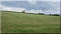 Harvested silage