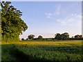 Cereal fields west of Brockham