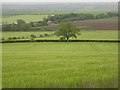 NU0533 : Barley field and tree near Old Hazelrigg by Graham Robson