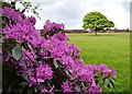 Rhododendrons by Sugworth Hall