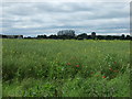 Crop field, Hemswell Cliff