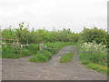 Entrance to Little Wood Nature Reserve from Quarrington Hill Road