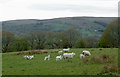 SO0259 : Grazing south-west of Llandrindod Wells, Powys by Roger  D Kidd