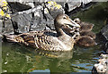 NM3236 : Eider Duck and Ducklings (Somateria mollissima) by Anne Burgess