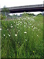 Ox-Eye Daisies