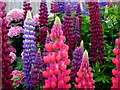 Lupin heaven