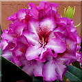 Rhododendron Hans Hachmann