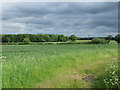 Farmland, Park Springs Farm