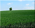 SP3260 : Field of Wheat by Nigel Mykura