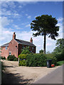 Breach Farm Cottage, with monkey puzzle tree