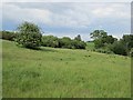 Long grass and may blossom