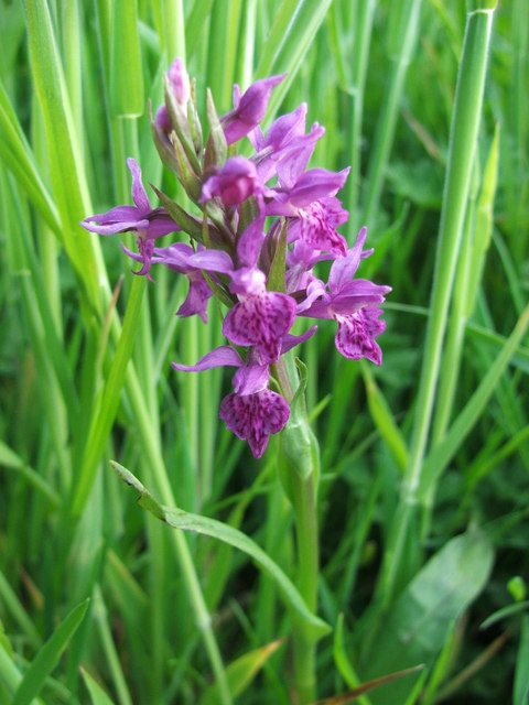 Northern Marsh Orchid