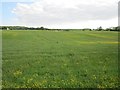 Grassland, Flemington