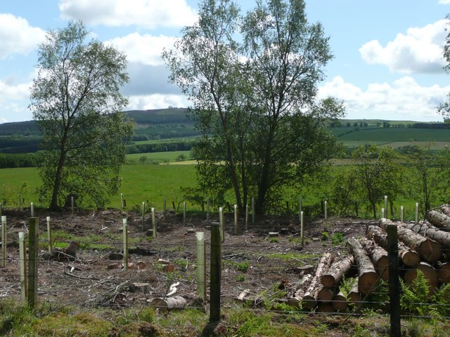 Forest clear felling and replanting