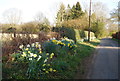 Daffodils, Millwood Lane