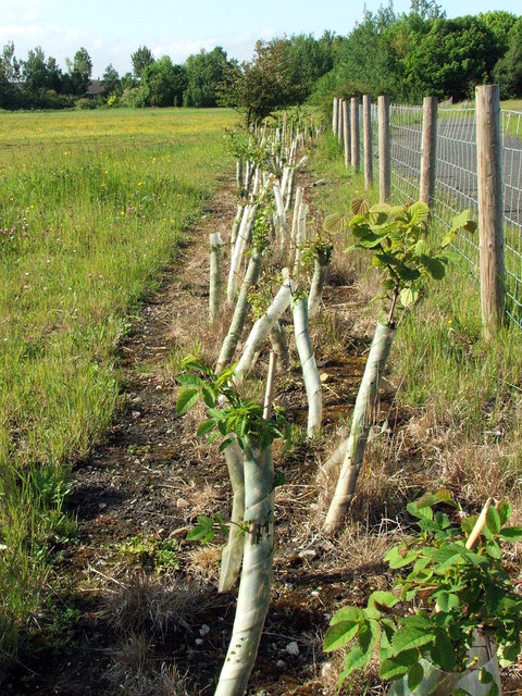 Planted Hedge