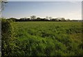 Field by Viney Lane