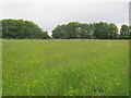 Flower meadow seen from Cleatham Bridge