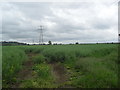 Farmland near Melksham