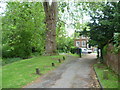 Base of the tallest London plane in Britain, Festival Walk, Carshalton