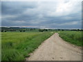 Bridleway  in  the  Vale  of  York