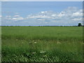 Farmland, Newpond Farm