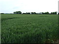 Farmland west of Swineshead