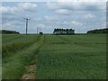 Farmland, Grange Farm