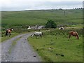 Horses grazing on Rhymney & Bedwellty Common