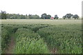 Crop Field off Pristling Lane