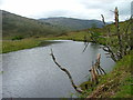 NH2533 : Dead trees beside the River Cannich by Dave Fergusson