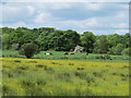 Bucolic scene south of Highcrook Plantation