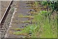 Wild rabbit, Bootle Oriel Road Railway Station