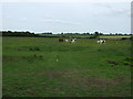 Grazing land, Ringstead