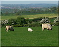 Sheep near Klondyke Lane