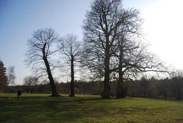 Trees, Buxted Park © N Chadwick :: Geograph Britain and Ireland