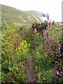 Wild flowers lining the path leading down to the eastern end of Praa Sands