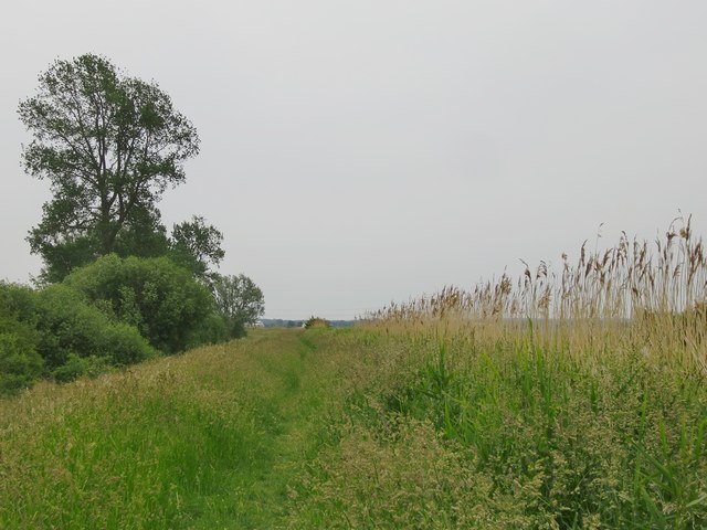 Along the bank of the Burwell Lode