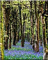 ST6404 : Hilfield: Bluebells in Woods nearby by Mr Eugene Birchall
