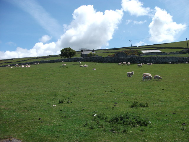 Sheep grazing at Parth-y-gwyddwch