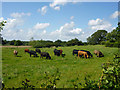 Cattle near Clapper