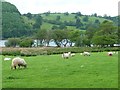 NY4623 : Sheep grazing near Gale Bay, Ullswater by Christine Johnstone