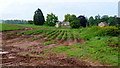 Potato rows by Burton Farm