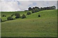 Mendip : Grassy Fields & Hillsides