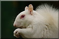 TQ3643 : Albino Grey Squirrel at the British Wildlife Centre by Peter Trimming