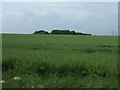 TL1676 : Farmland, Four Winds Farm by JThomas