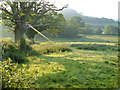 Meadow near Rushford Barton