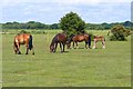 SZ2198 : Ponies on Plain Heath by Mike Smith