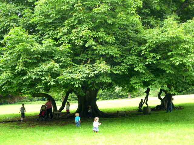 The old Horse Chestnut tree in Dun na Ri Forest Park