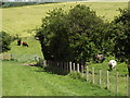 Grazing by East Meon